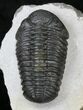Excellent Phacops Trilobite - Mrakib, Morocco #19199-3